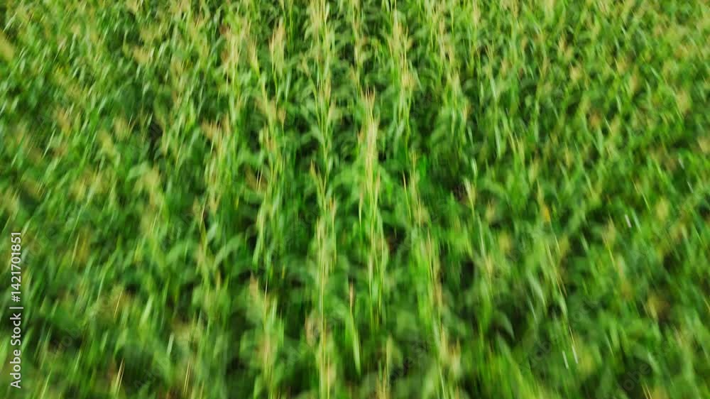 Green cornfield gently swaying under wind pressure, revealing mesmerizing wave like patterns from aerial perspective, showcasing agricultural landscape's natural rhythmic movement Green cornfield gently swaying under wind pressure, revealing mesmerizing wave like patterns from aerial perspective, showcasing agricultural landscape's natural rhythmic movement