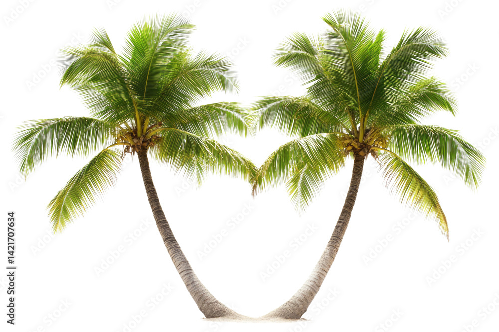 Obraz premium Coconut trees leaning isolated on white background PNG