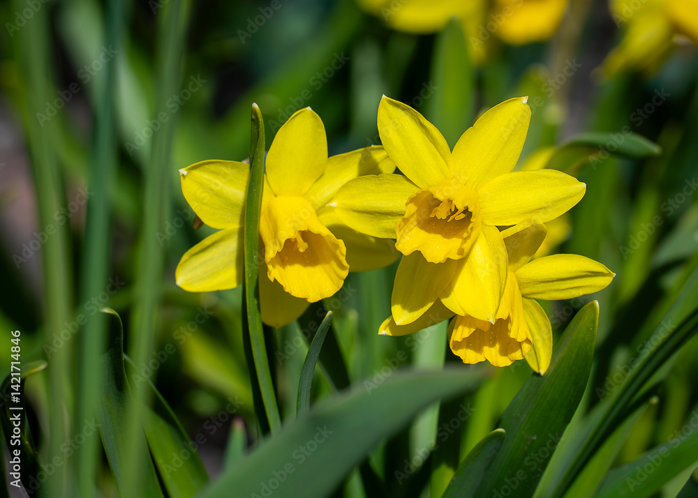 Narcissus 'Tête-à-tête' yellow daffodil flowering in Garden. Dwarf Daffodil narcissus 'Tête-à-tête' with its bright yellow flowers with a long trumpet-shaped centre (corona). Narcissus 'Tête-à-tête' yellow daffodil flowering in Garden. Dwarf Daffodil narcissus 'Tête-à-tête' with its bright yellow flowers with a long trumpet-shaped centre (corona).