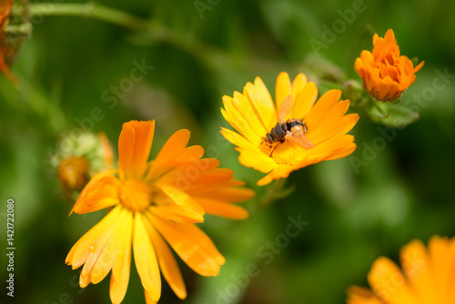 Hairy fly sucking nectar form orange daisy