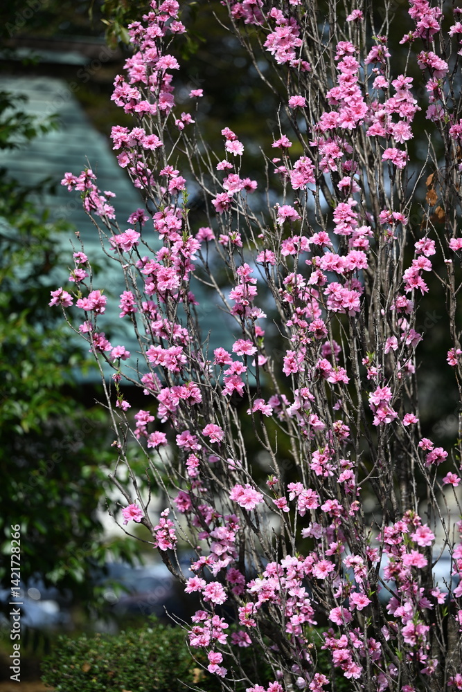 Fototapeta premium 桃の花
