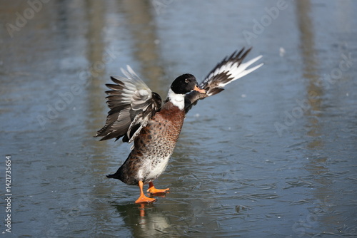 Duck flapping wings while standing on frozen lake surface in winter