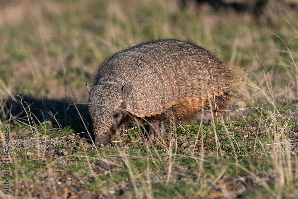 Obraz premium Hairy Armadillo, in grassland environment, Peninsula Valdes, Patagonia, Argentina