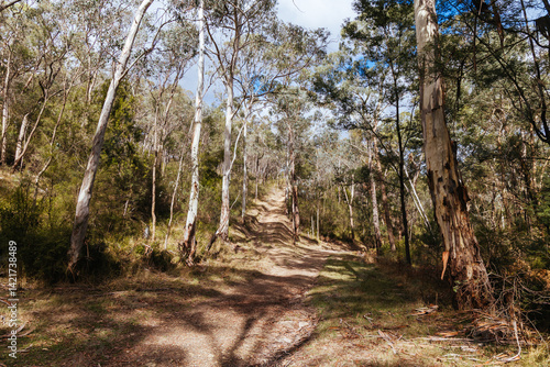 Wallpaper Mural Warrandyte State Reserve Gold Memorial in Melbourne Australia Torontodigital.ca