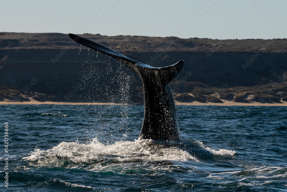 Naklejka premium Sohutern right whale tail,Peninsula Valdes, Chubut, Patagonia,Argentina