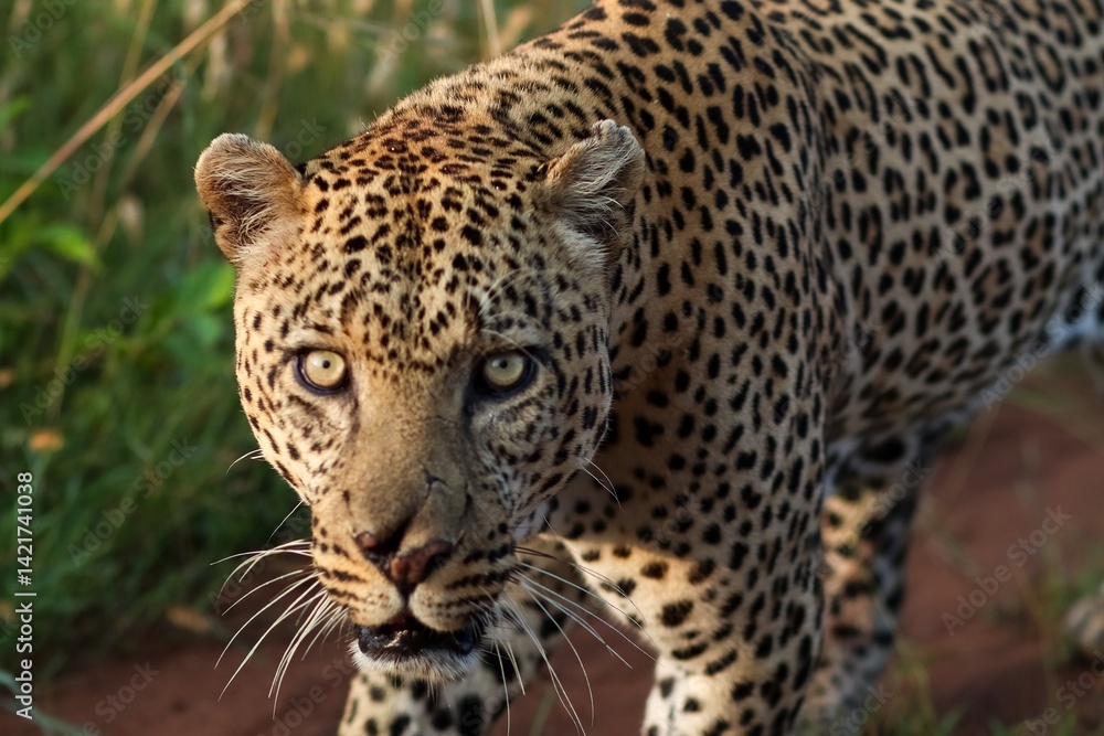 Leopard walking and staring in the savannah during safari in Africa Leopard walking and staring in the savannah during safari in Africa