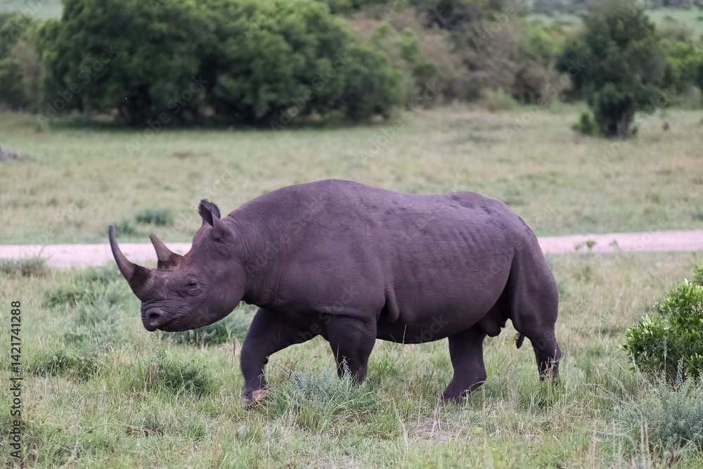 Obraz premium Black rhinoceros walking in the african savanna