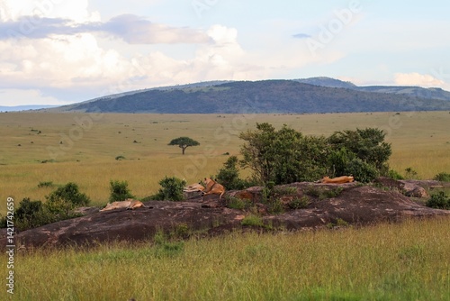 Bild auf Leinwand Lions relaxing on a rock in the Maasai Mara National Reserve, Kenya