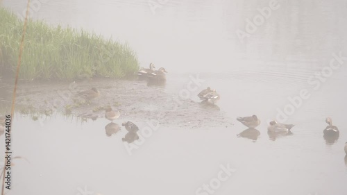 朝霧　霧が立ち込める川_03 / Morning mist: A misty river_03