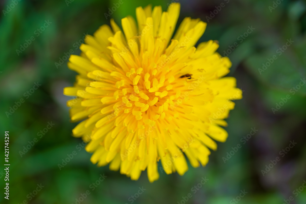 A bright yellow dandelion flower with delicate petals against a soft green natural backdrop. Beautiful macro photography of a common wildflower showing intricate floral structure and vivid colour A bright yellow dandelion flower with delicate petals against a soft green natural backdrop. Beautiful macro photography of a common wildflower showing intricate floral structure and vivid colour