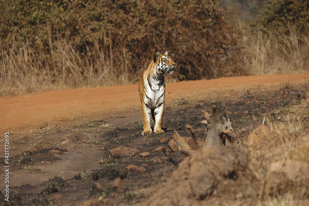 Fototapeta premium Tiger in the woods. Female Tiger known as Collarwalli at Tadoba National Park, Moharli Range, Maharashtra, India staring at the deer.