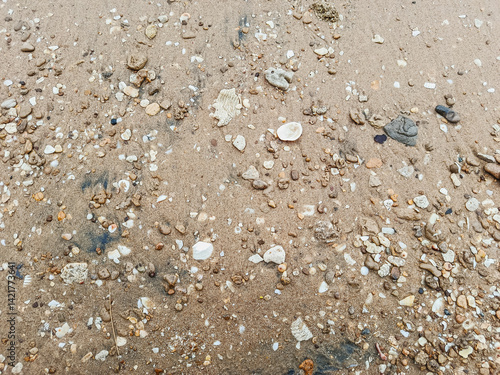 Macro Texture of Beach Sand with Tiny Shells and Pebbles