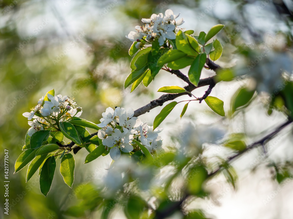 pear tree with white flowers. pear tree. spring. pear flowers.