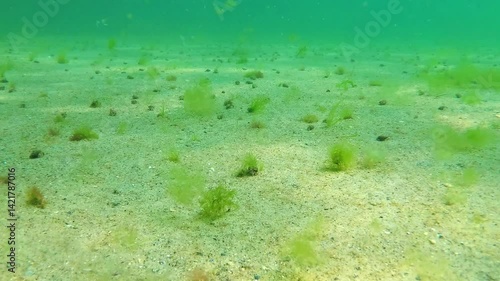 Hermit crabs at the bottom of the Black Sea