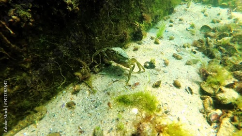Hermit crabs at the bottom of the Black Sea