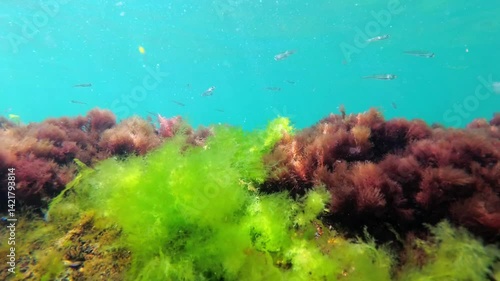 Small fish swim on the bottom of the Black Sea