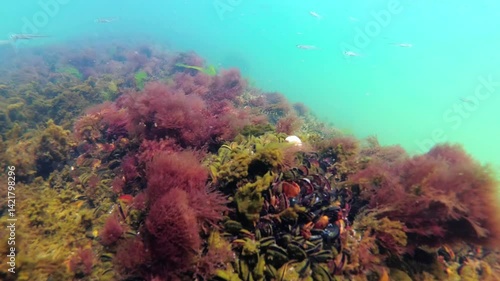 Small fish swim on the bottom of the Black Sea