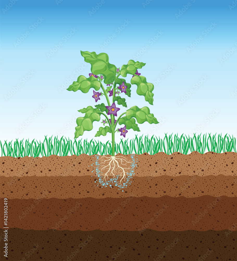 Photosynthesis process. Tree produce oxygen using rain and sun. Diagram showing process of photosynthesis in plant. Colorful biology scheme for education in flat style