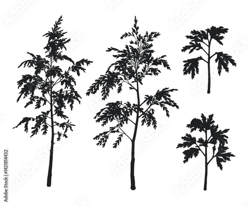 EPS Vector Template of Alder Tree Silhouette Isolated
