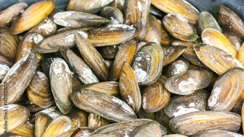 close up view of fresh raw cockles, pile of clams, saltwater seafood, on the fish market display.