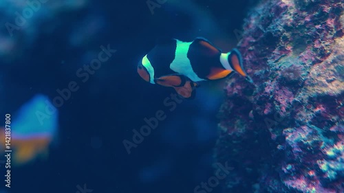 Clownfish and Colorful Fish Exploring Marine Wildlife in Underwater Ocean Environment