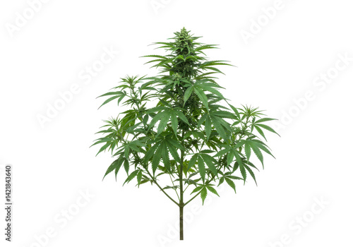 Cannabis plant, vibrant green