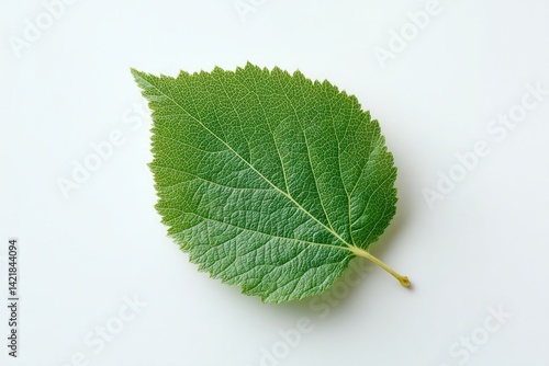 single green leaf from broadleaf tree sits isolated on plain white background creating striking contrast that emphasizes