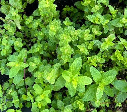 Wallpaper Mural Fresh green leaves of mint plants isolated close-up  Torontodigital.ca