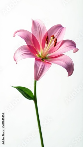 Elegant pink lily, showcasing its graceful form and texture on a stark white background , lily, close-up, nature