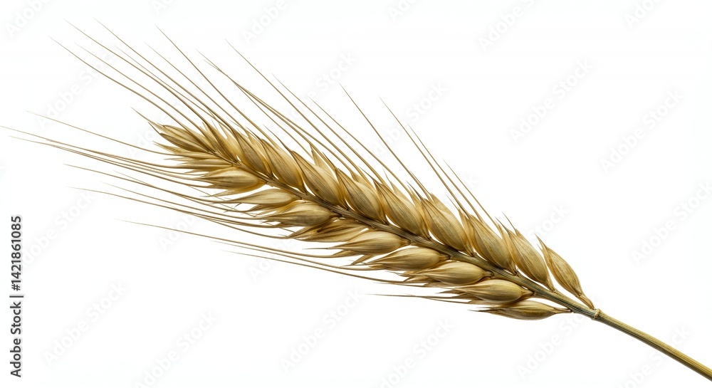 Detailed Botanical Real Shot of Golden Barley Hordeum Vulgare Featuring Spikelets Awns Isolated Against a Clean White Background Perfect for Adobe Stock Detailed Botanical Real Shot of Golden Barley Hordeum Vulgare Featuring Spikelets Awns Isolated Against a Clean White Background Perfect for Adobe Stock