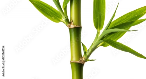 Wallpaper Mural Detailed Close Up of Green Bamboo Phyllostachys Edulis Stem and Leaf Anatomy Isolated on a White Background Showcasing Intricate Botanical Details and Vibrant Colors High Resolution Torontodigital.ca