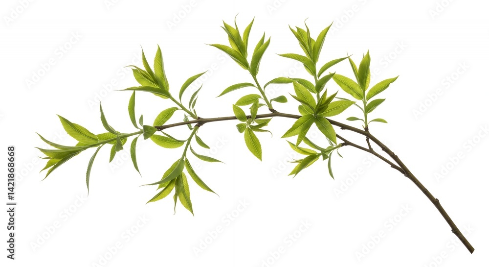 Detailed Willow Branch Isolated on White Background Featuring Leafy Green Sprig Perfect for Decoration and Symbolizing Growth Against a Clean White Backdrop Detailed Willow Branch Isolated on White Background Featuring Leafy Green Sprig Perfect for Decoration and Symbolizing Growth Against a Clean White Backdrop
