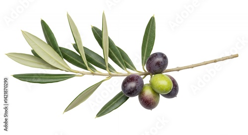 Wallpaper Mural Olive Branch Detailed Botanical Isolated on White Featuring Ripe Olives and Green Leaves Highlighting the Fruit and Leaf Anatomy in Sharp Focus Olea Europaea Torontodigital.ca