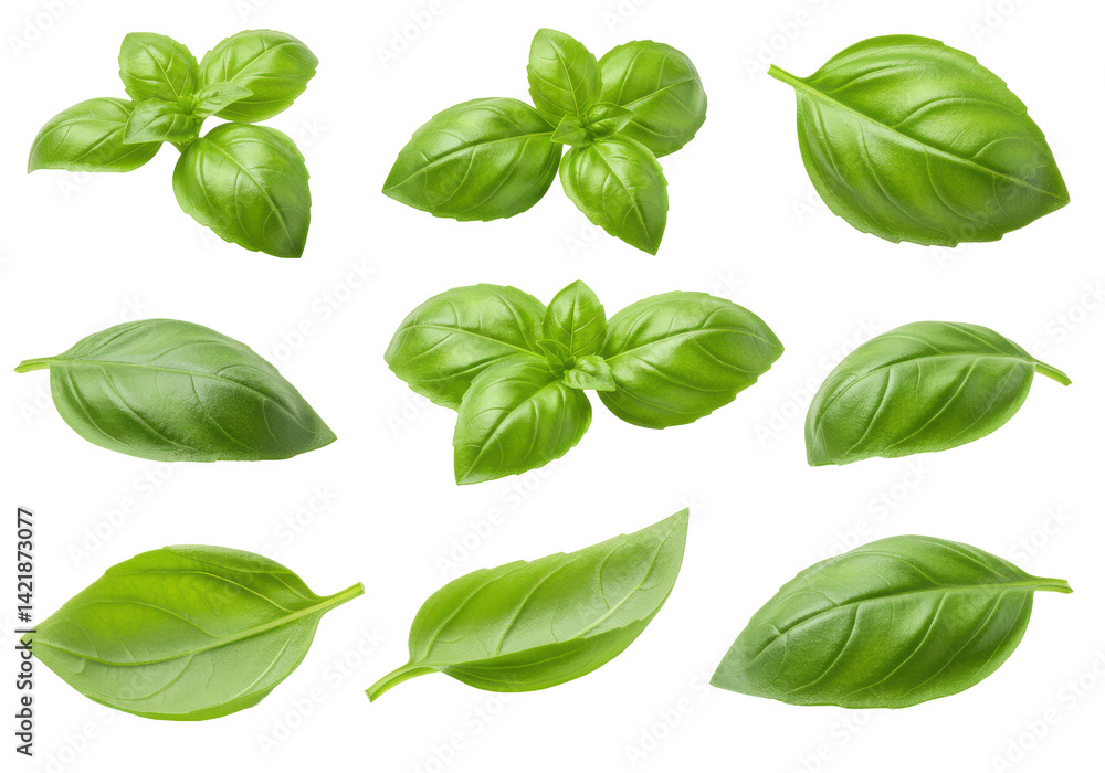 Fresh basil leaves collection (1) Fresh basil leaves collection (1)