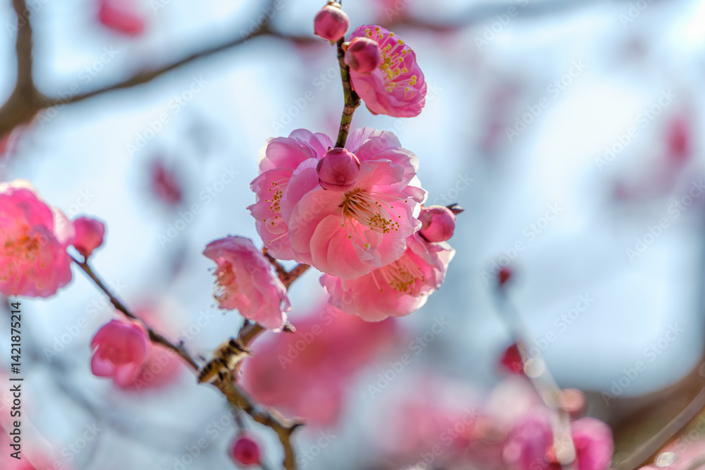 青空に映える満開のウメの花