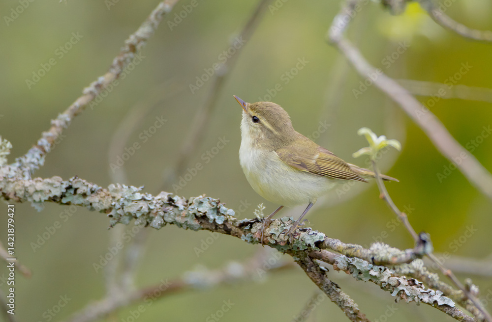 Obraz premium The greenish warbler - male bird in spring