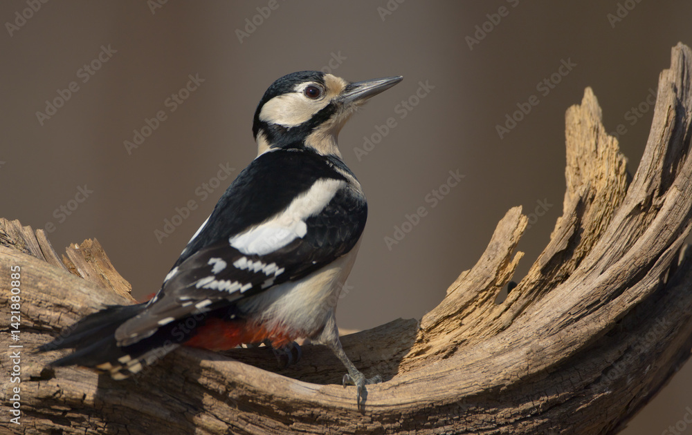 Obraz premium Great Spotted Woodpecker - female - in the wet forest in winter