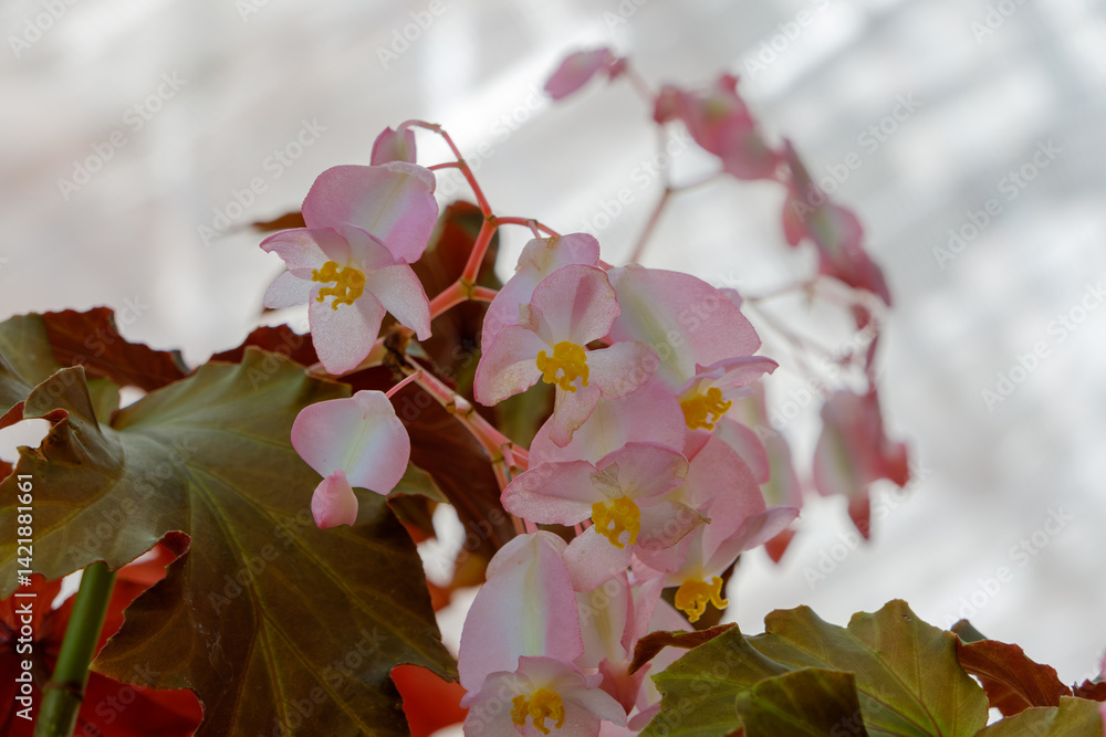 淡いピンク色のベゴニアの花