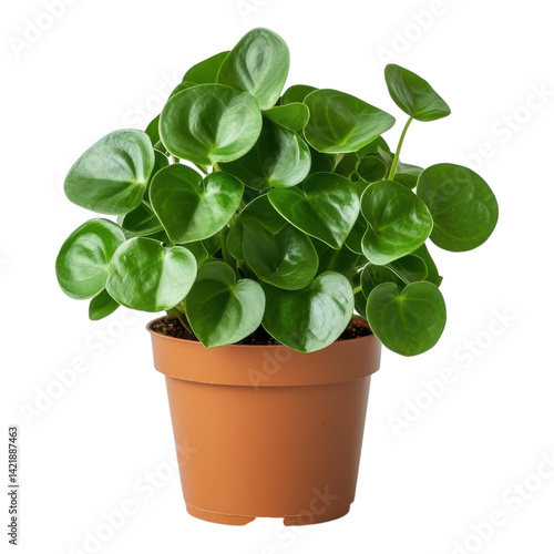 Caring for indoor pilea plant home interior gardening guide bright space close-up houseplant care