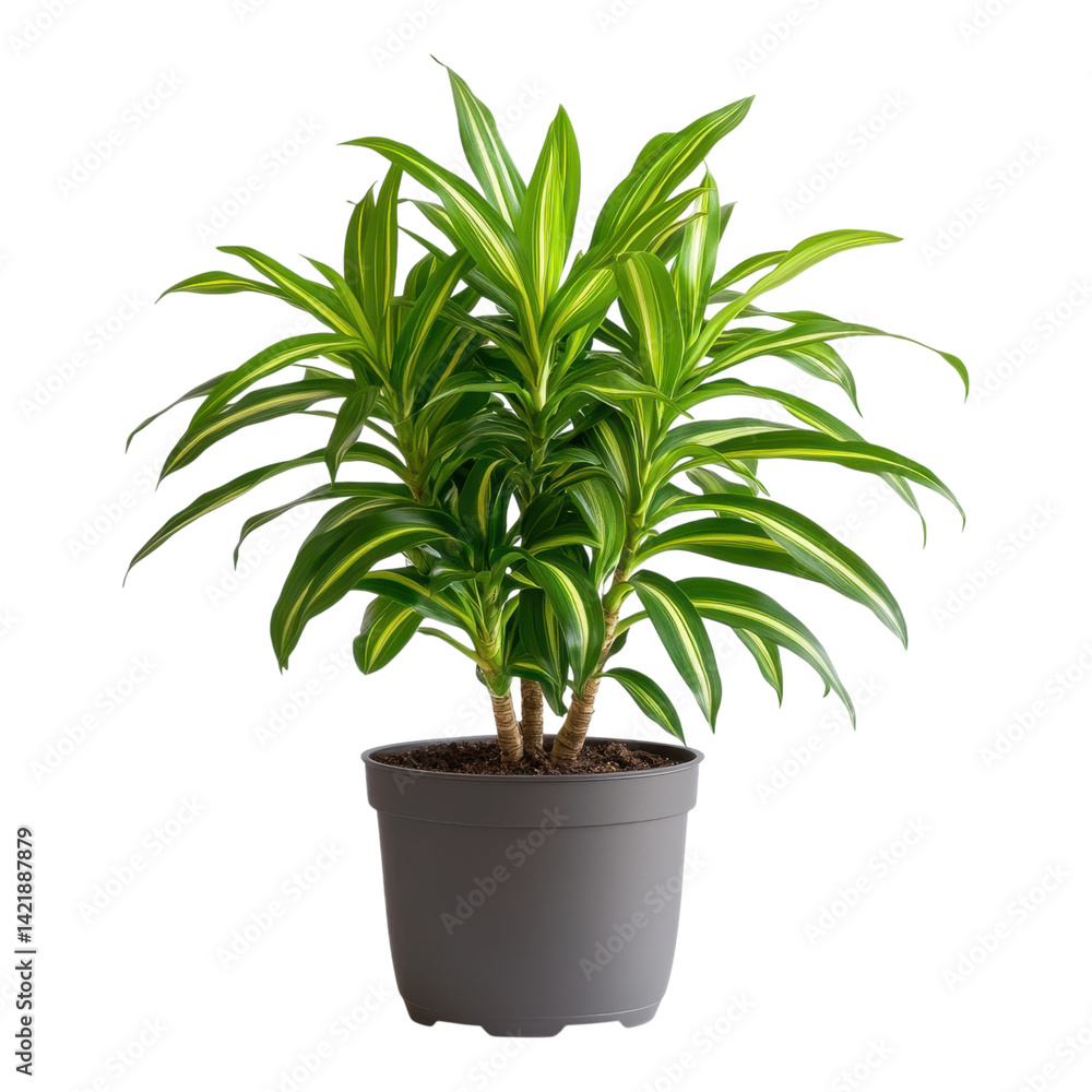Fototapeta premium Indoor plant care dracaena in a modern home setting close-up view of foliage greenery