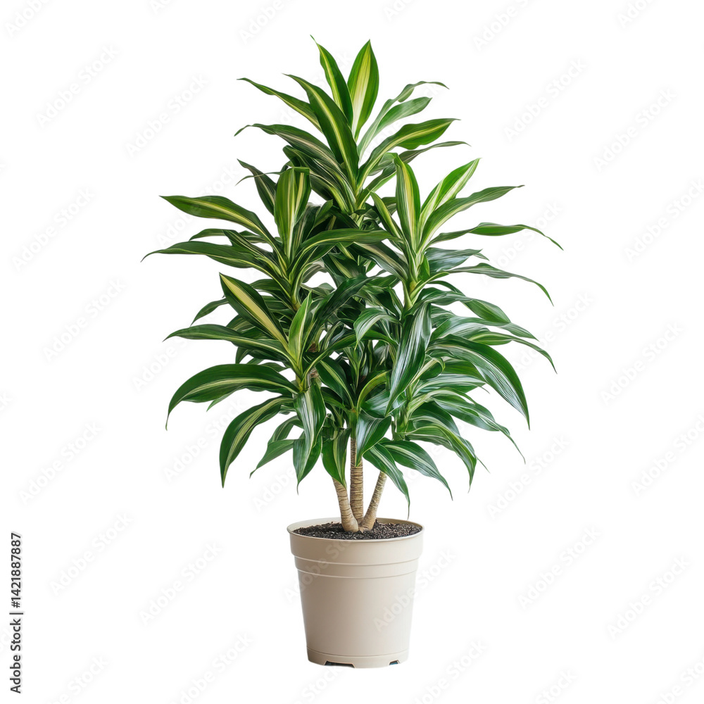 Fototapeta premium Decorative houseplant care tips for homeowners in indoor settings with natural light