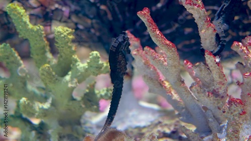 Seahorse and Coral Marine Journey Through Underwater Nature in Oceans Aquatic Wonderland