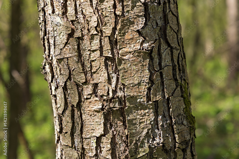 Fototapeta premium The common alder tree (Alnus glutinosa) in a forest