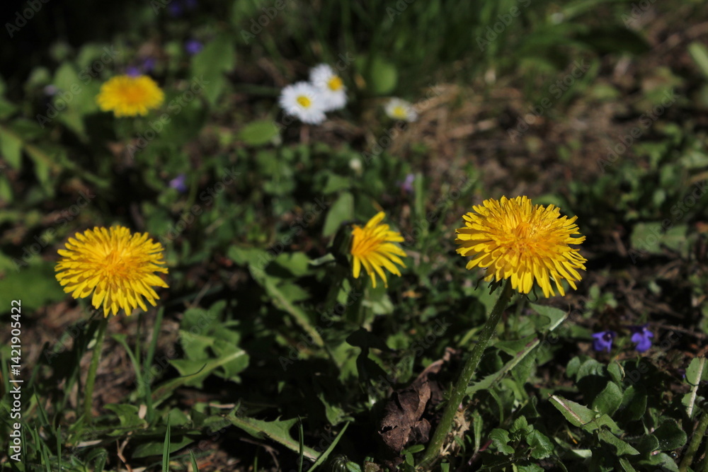 Field of yellow dandelions. Summer field of dandelions. Taraxacum officinale, the common dandelion. Beautiful yellow dandelion spring background. Beautiful dandelion floral background Field of yellow dandelions. Summer field of dandelions. Taraxacum officinale, the common dandelion. Beautiful yellow dandelion spring background. Beautiful dandelion floral background