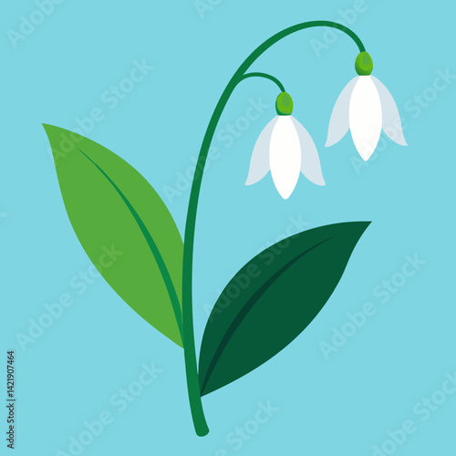 lily of the flower