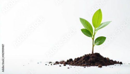 Wallpaper Mural Small tree sapling, thin trunk, new growth, pure white backdrop , branch, simple Torontodigital.ca