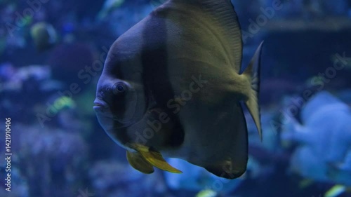 Aquatic Underwater Scene Graceful Fish Swimming in Serene Aquarium, Showcasing Unique Shapes and Features in Blue Waters