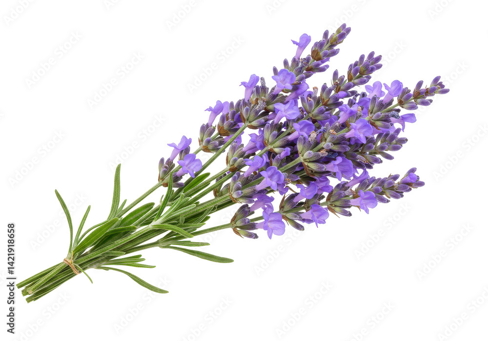 Naklejka premium Fresh lavender bunch