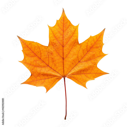Wallpaper Mural A single, vibrant amber maple leaf, a symbol of autumn's beauty and the quiet grace of nature's transition, perfectly isolated against a stark white background. Torontodigital.ca