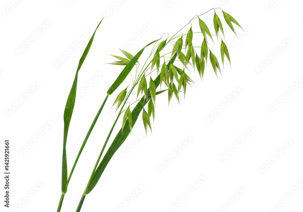 Naklejka premium Close-up of a grass plant